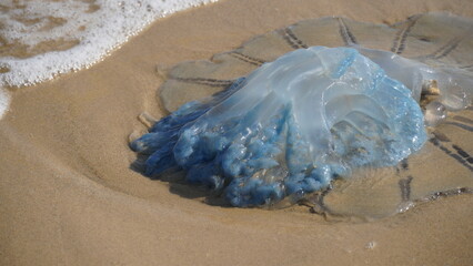 Dead jellyfish washed up on the beach. Rhopilema nomadica jellyfish at the Mediterranean seacoast.  Vermicular filaments with venomous stinging cells  can cause painful injuries to people. © Natalia Hanin
