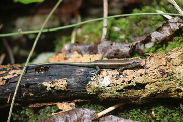 Lizard on a log