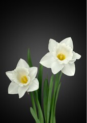 White flower portrait against dark background.