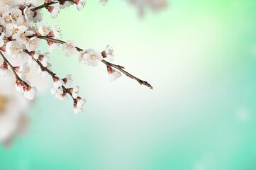 Flowering branches on a blurry bokeh background. Spring concept.