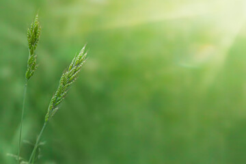 Fototapeta na wymiar Blades of grass, similar to green spikelets, close-up on a green natural background in the rays of the sun. A wonderful artistic image of the beauty and purity of the environment