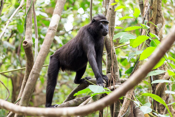 Beautiful Celebes crested macaque (Macaca nigra), aka the black ape, an Old World monkey, in the Tangkoko nature reserve on the Indonesian island of Sulawesi, during a ecotourism jungle hike