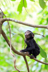 Beautiful Celebes crested macaque (Macaca nigra), aka the black ape, an Old World monkey, in the Tangkoko nature reserve on the Indonesian island of Sulawesi, during a ecotourism jungle hike