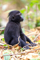 Fototapeta premium Beautiful Celebes crested macaque (Macaca nigra), aka the black ape, an Old World monkey, in the Tangkoko nature reserve on the Indonesian island of Sulawesi, during a ecotourism jungle hike