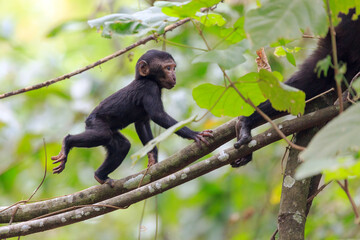 Beautiful Celebes crested macaque (Macaca nigra), aka the black ape, an Old World monkey, in the Tangkoko nature reserve on the Indonesian island of Sulawesi, during a ecotourism jungle hike - 513685477