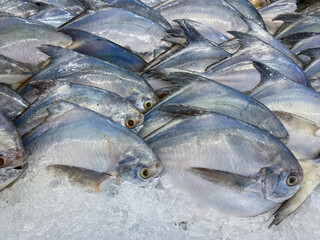 Fresh Pomfret fish in the market for sale