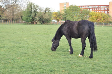 Horse gazing on the farm and eats green grass copy space . High quality photo