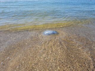 Big blue jellyfish on the sandy beach. Marine pollution, environmental change