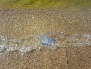 The beach in Koblevo is dotted with dead jellyfish. The consequence of the storm. Environmental disaster