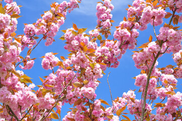 Blooming branches with pink flowers on tree in spring on blue sky background.