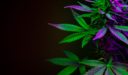 Banner with big cannabis leaves and empty space for text. Green and purple cannabis foliage. leaves...