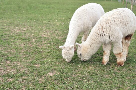 White curly lama grazing on the farm in spring . High quality photo