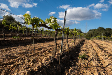 Small grape leaves in early spring on a sunny day.