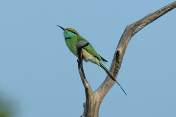 European bee-eater ( Merops apiaster ) is sitting on a twig