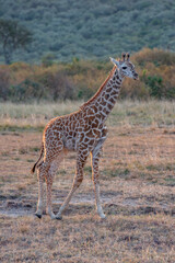Giraffe in front Amboseli national park Kenya masai mara.(Giraffa reticulata) sunset.