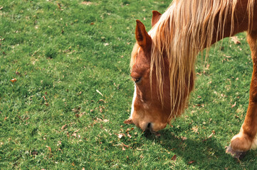Horse gazing on the farm and eats green grass copy space . High quality photo
