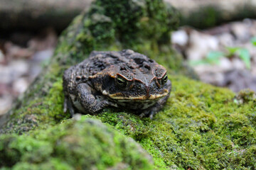 Frog on a Rock