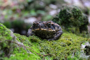 Frog on a Rock
