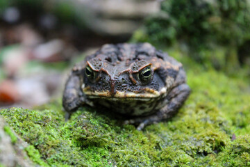 Frog on the Rock