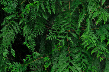 Fototapeta na wymiar Evergreen pine tree natural wallpaper and background copy space. High quality photo