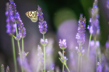 Schmetterling sitzt auf einer Wiese im Lavendel
