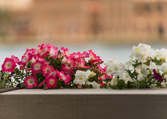 colorful petunia flowers on balcony and sea on the background 