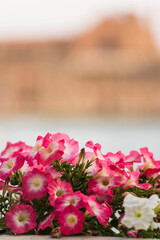 colorful petunia flowers on balcony and sea on the background 