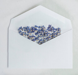lavender flowers in the envelop