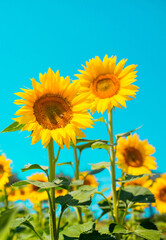 Sunflower seeds. Sunflower field, growing sunflower oil beautiful landscape of yellow flowers of sunflowers against the blue sky, copy space Agriculture