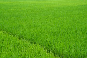 Field path in lush green rice fields