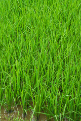 Field path in lush green rice fields