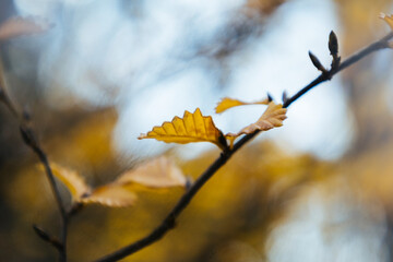 autumn leaves in the wind