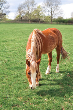 Horse grazing on farm and chewing green grass copy space . High quality photo