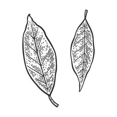 Bay leaf laurel sketch engraving vector illustration. T-shirt apparel print design. Scratch board imitation. Black and white hand drawn image.