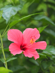Picture of Hibiscus Rosa Sinensis in bloom with bright red petals, taken against the background of leaves with a bokeh effect, photographed in the morning.