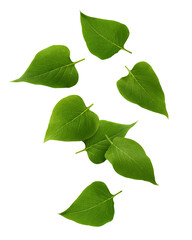 Fototapeta premium Falling Lilac leaf isolated on white background, full depth of field, clipping path