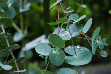 雨の滴がのっているユーカリの葉