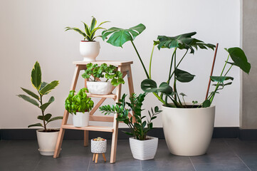 Collection of various home plants: cacti, monstera, zamiokulkas, ficus, basil, dracena  in different pots. Concept of home garden. Taking care of home plants. Houseplants in a modern interior.