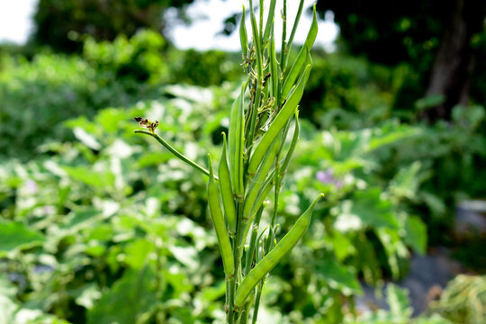Cluster beans or gawar phali(guar) plant in field,cyamopsis tetragonoloba