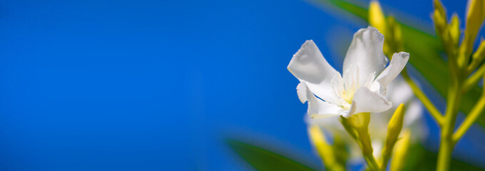 Exotic Tropical Flower White Resort, Travel Vacations Luxury Freshness Maldives Thailand, Indonesia...