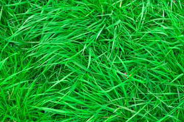 Fresh green grass background texture copy space . High quality photo