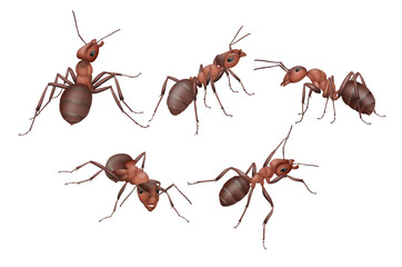 Illustration of ant workers on a white background