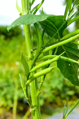 Obraz premium Cluster beans or gawar phali(guar) plant in field,cyamopsis tetragonoloba