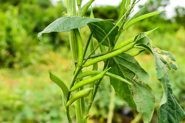 Fototapeta na wymiar Cluster beans or gawar phali(guar) plant in field,cyamopsis tetragonoloba
