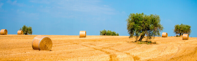 Beautiful field with hay in round stacks against the blue sky. A field with haystacks, the concept...