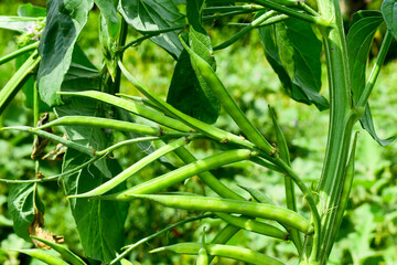 Cluster beans or gawar phali(guar) plant in field,cyamopsis tetragonoloba