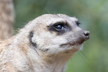 meerkat on guard