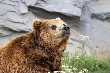 brown bear in the water