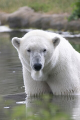 Fototapeta premium polar bear in zoo