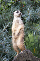 meerkat on guard
